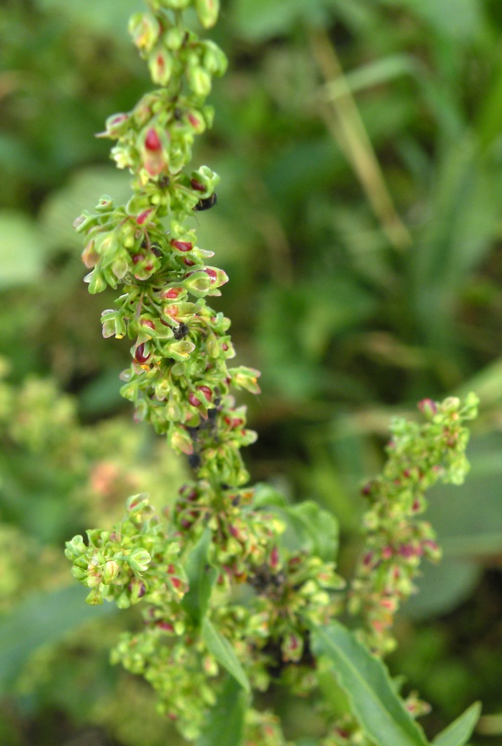 Chenopodium polyspermum? No, Rumex crispus